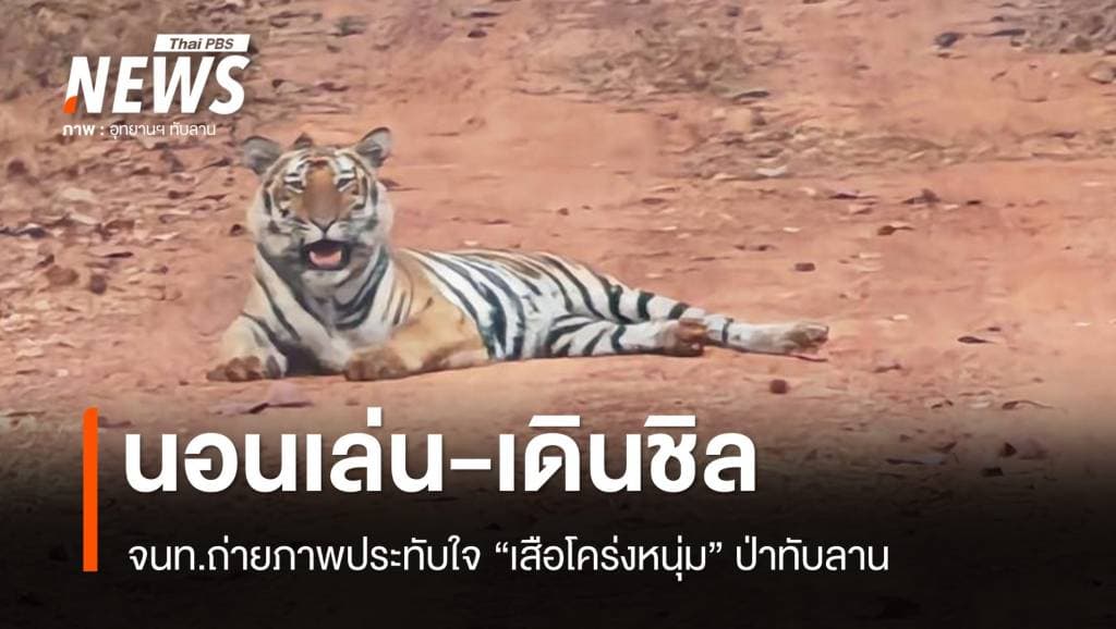 ประทับใจ จนท.ถ่ายภาพ &#8220;เสือโคร่งทับลาน&#8221; นอนเล่น-เดินชิล
