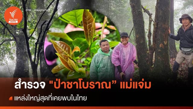 สำรวจ &#8220;ป่าชาโบราณ&#8221; แม่แจ่ม แหล่งใหญ่สุดในไทย