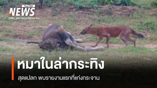รายงานแรก! &#8220;หมาใน&#8221; ล่าลูกกระทิงกิน กลางป่าแก่งกระจาน