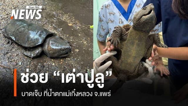 ช่วย &#8220;เต่าปูลู&#8221; สัตวป่าหายาก บาดเจ็บ ที่น้ำตกแม่เกิ๋งหลวง จ.แพร่