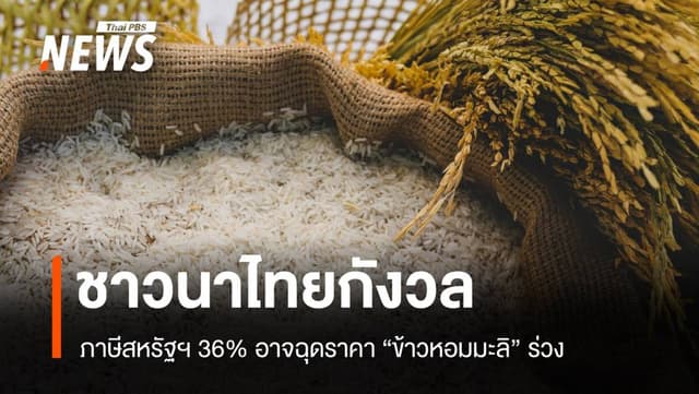 ชาวนาไทยกังวล ภาษีสหรัฐฯ 36% ฉุดราคา &#8220;ข้าวหอมมะลิ&#8221; ร่วง