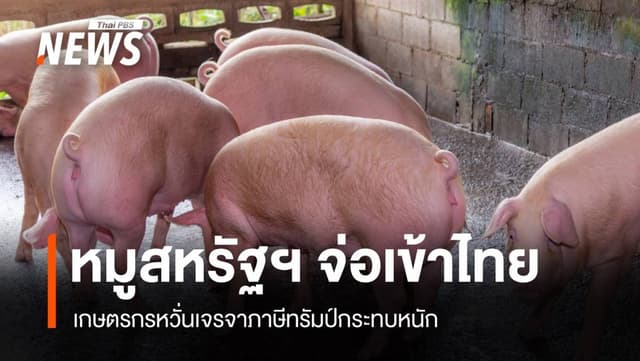 หมูสหรัฐฯ จ่อตีตลาดไทย เกษตรกรหวั่น &#8220;ภาษีทรัมป์&#8221; กระทบหนัก