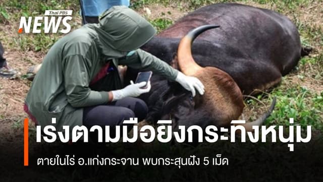 เร่งตามมือยิง &#8220;กระทิงหนุ่ม&#8221; ตายในไร่แก่งกระจาน พบกระสุนฝัง 5 เม็ด