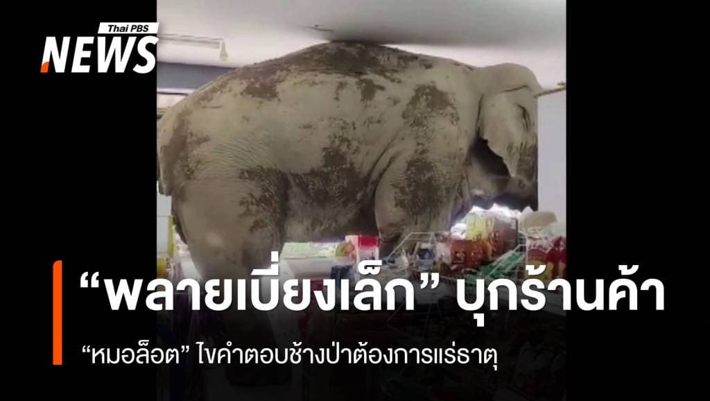 ไขคำตอบ ช้างป่าเขาใหญ่ &#8220;พลายเบี่ยงเล็ก&#8221; บุกร้านค้า