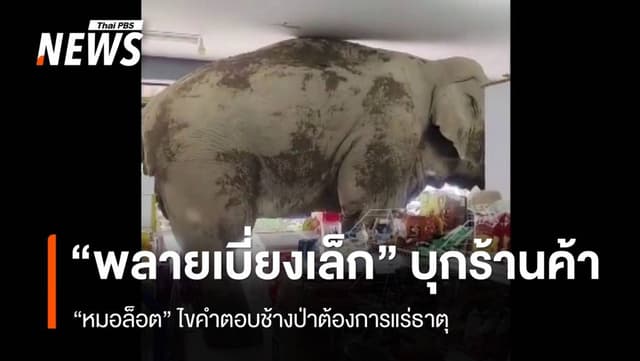 ไขคำตอบ ช้างป่าเขาใหญ่ &#8220;พลายเบี่ยงเล็ก&#8221; บุกร้านค้า