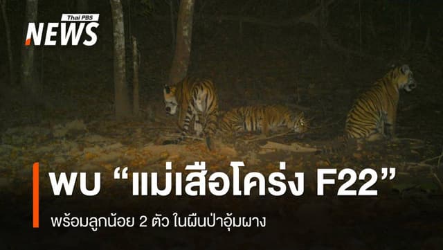 พบ &#8220;แม่เสือโคร่ง F22&#8221; พร้อมลูกน้อย 2 ตัว ผืนป่าอุ้มผาง
