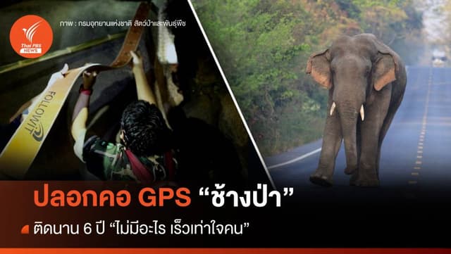 ปลอกคอจีพีเอส &#8220;ช้างป่า&#8221; ติดนาน 6 ปี &#8220;ไม่มีอะไร เร็วเท่าใจคน&#8221;