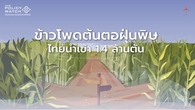 ไทยนำเข้าข้าวโพดเพื่อนบ้านเพิ่มขึ้น แม้เป็นตัวการเกิดฝุ่น PM 2.5