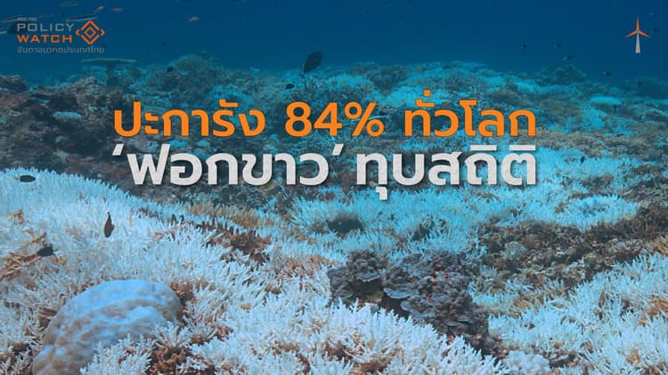 "ปะการังฟอกขาว" รุนแรงทุบสถิติ ลาม 84% ทั่วโลก
